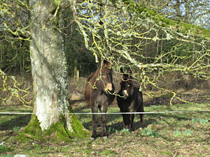The donkeys at Mornington