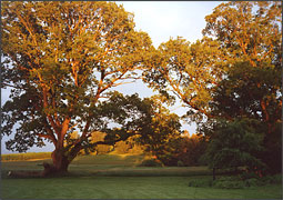 The Oak trees in front of Mornington House